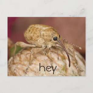 Cute Weevil Postcard