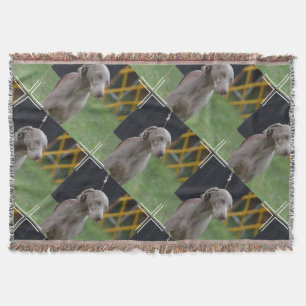 Cute Weimaraner Dog Throw Blanket
