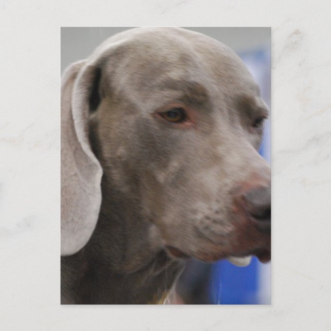Cute Weimaraner  Postcard (Front)