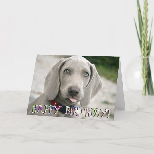 happy birthday weimaraner