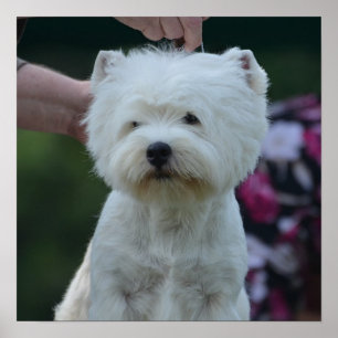 Cute West Highland White Terrier Poster