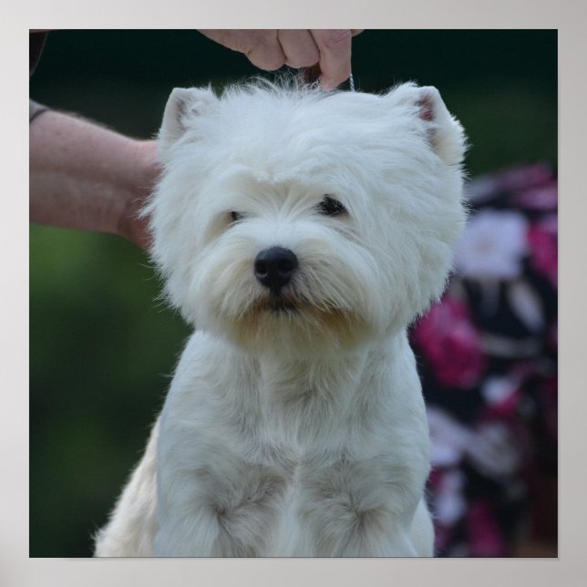 Cute West Highland White Terrier Poster (Front)