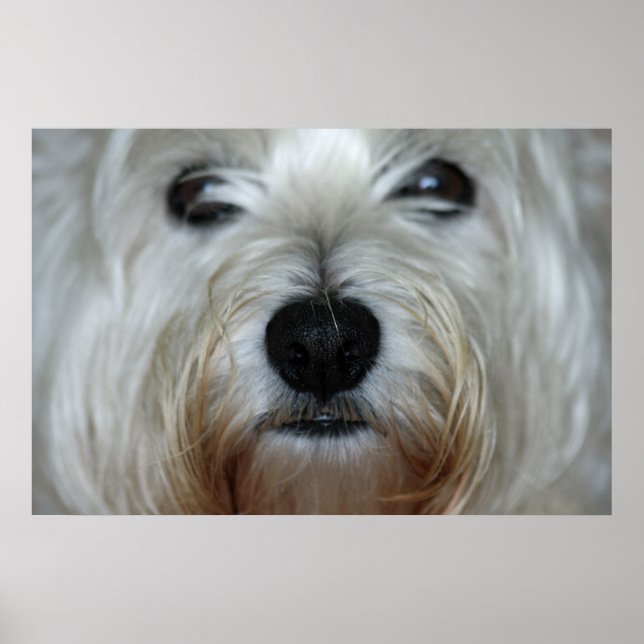Cute Westie Canvas Print (Front)
