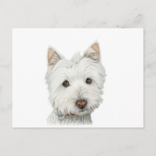 Cute Westie Dog postcard