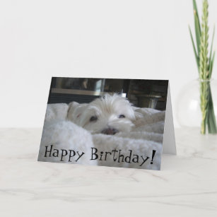 Cute Westie Face Photo Greeting Card
