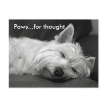 Cute Westie Postcards