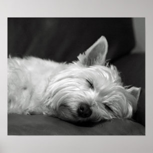 Cute Westie (West Highland Terrier) Dog Poster