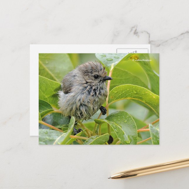 Cute Wet Wee Baby Bushtit Songbird on Laurel Postcard (Front/Back In Situ)