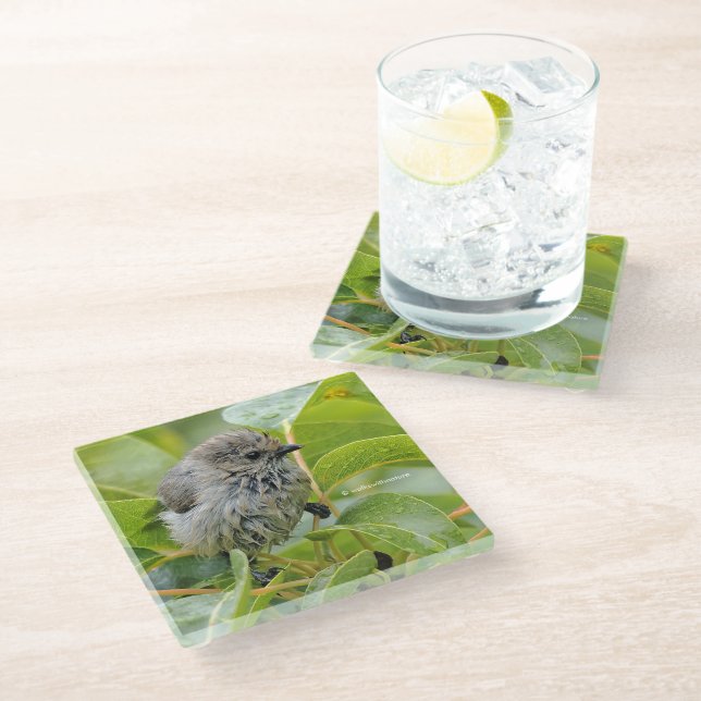 Cute Wet Wee Bushtit Songbird on Laurel Glass Coaster (Angled)