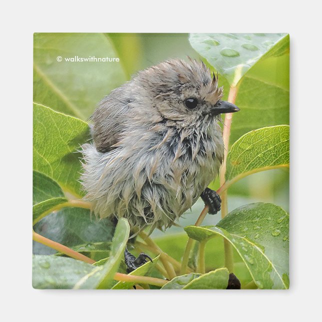 Cute Wet Young Bushtit Songbird on the Laurel Magnet (Front)