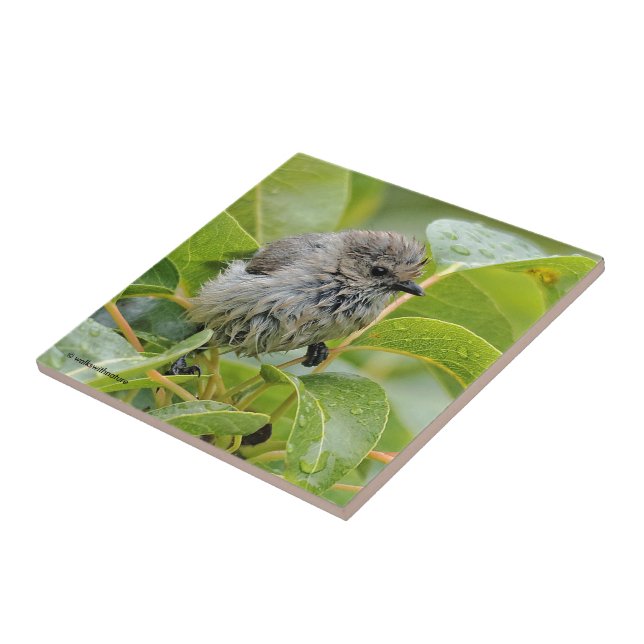 Cute Wet Young Bushtit Songbird on the Laurel Tile (Side)