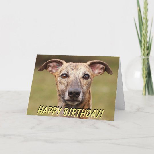 Cute whippet birthday card Zazzle.co.uk