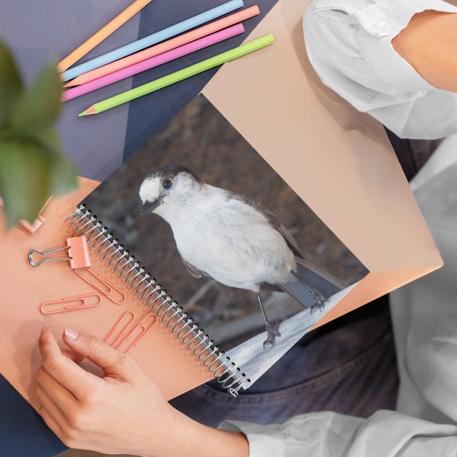 Cute Whiskey Jack Bird Nature Photo Notebook (In Situ)