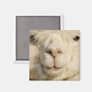 Cute White Alpaca Face Close-up Magnet