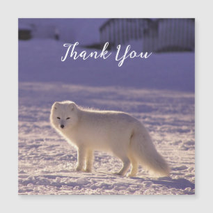 Cute White Arctic Fox Snow Winter Photography