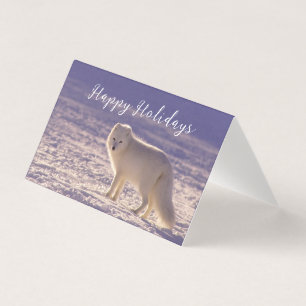 Cute White Arctic Fox Snow Winter Photography