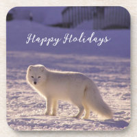 Cute White Arctic Fox Snow Winter Photography