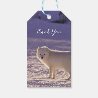 Cute White Arctic Fox Snow Winter Photography Gift Tags