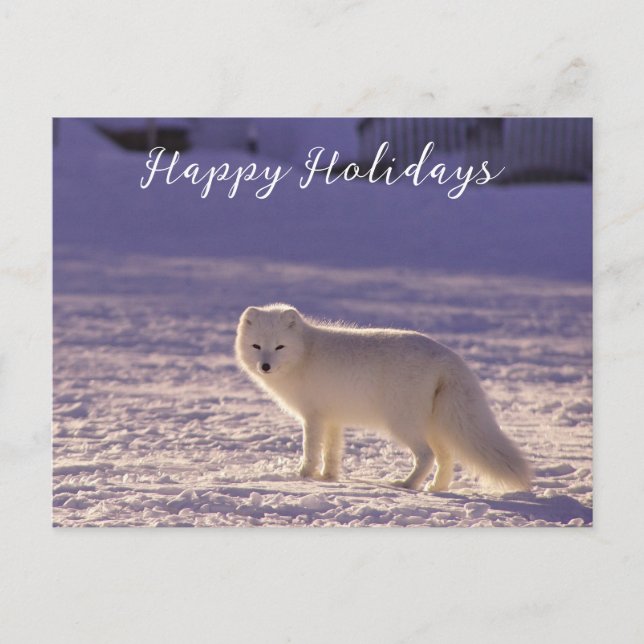 Cute White Arctic Fox Snow Winter Photography Holiday Postcard (Front)