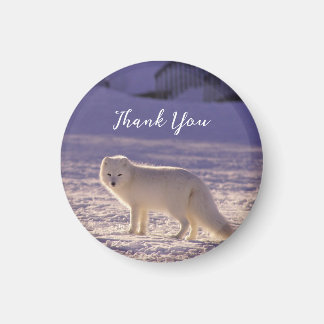 Cute White Arctic Fox Snow Winter Photography Magnet