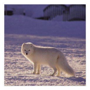 Cute White Arctic Fox Snow Winter Photography Poster