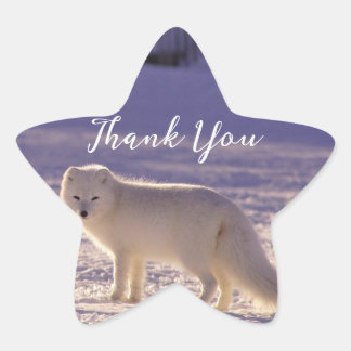 Cute White Arctic Fox Snow Winter Photography Star Sticker