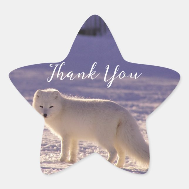 Cute White Arctic Fox Snow Winter Photography Star Sticker (Front)