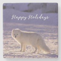 Cute White Arctic Fox Snow Winter Photography