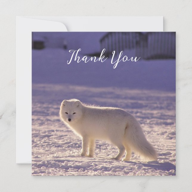 Cute White Arctic Fox Snow Winter Photography Thank You Card (Front)