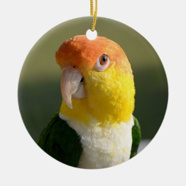 Cute White Bellied Caique Parrot Ceramic Tree Decoration (Front)