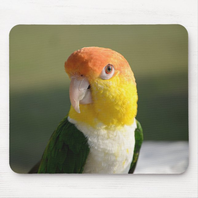 Cute White Bellied Caique Parrot Mouse Mat (Front)