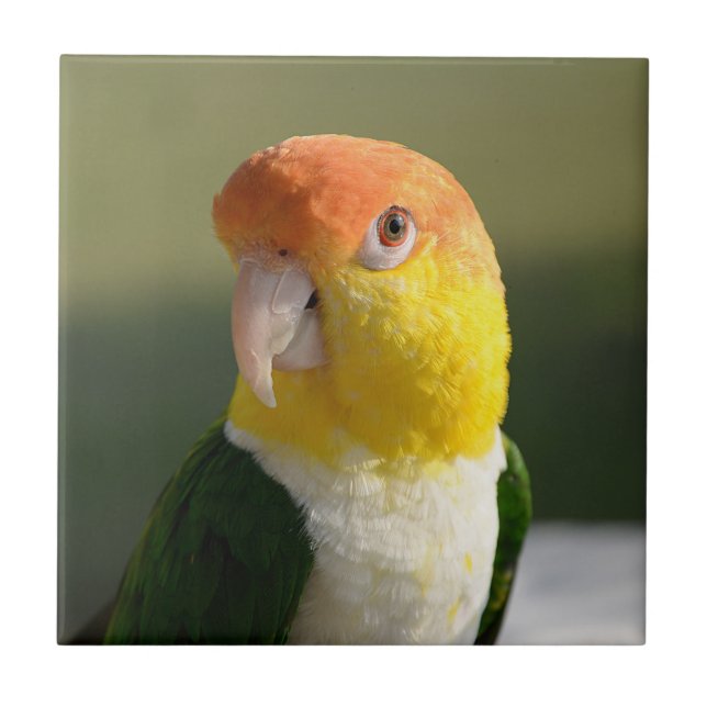 Cute White Bellied Caique Parrot Tile (Front)