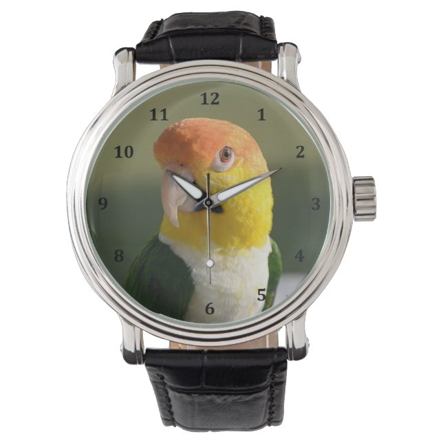 Cute White Bellied Caique Parrot Watch (Front)