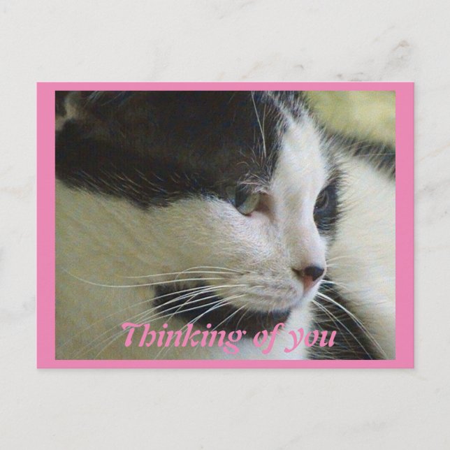 Cute White Black Cat Photo Thinking Of You Postcard (Front)