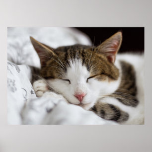Cute White Brown Grey Black Cat Sleeping Poster