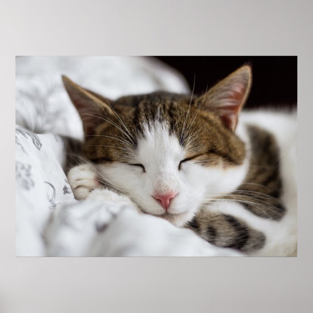 Cute White Brown Grey Black Cat Sleeping Poster (Front)