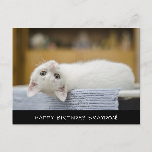 Cute White Cat Birthday Postcard (Front)