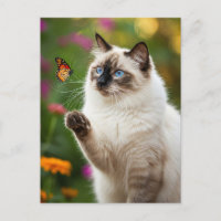 Cute White Cat Butterfly Blue Eyes Postcard