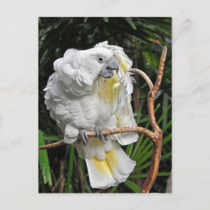 Cute white cockatiel postcard