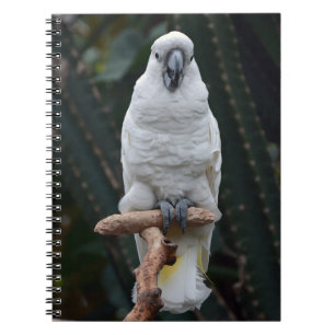 Cute white cockatoo notebook