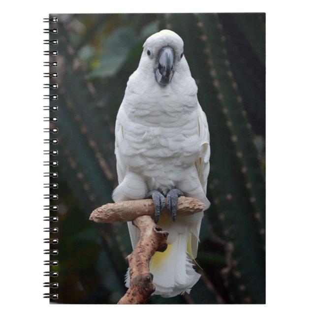Cute white cockatoo       notebook (Front)