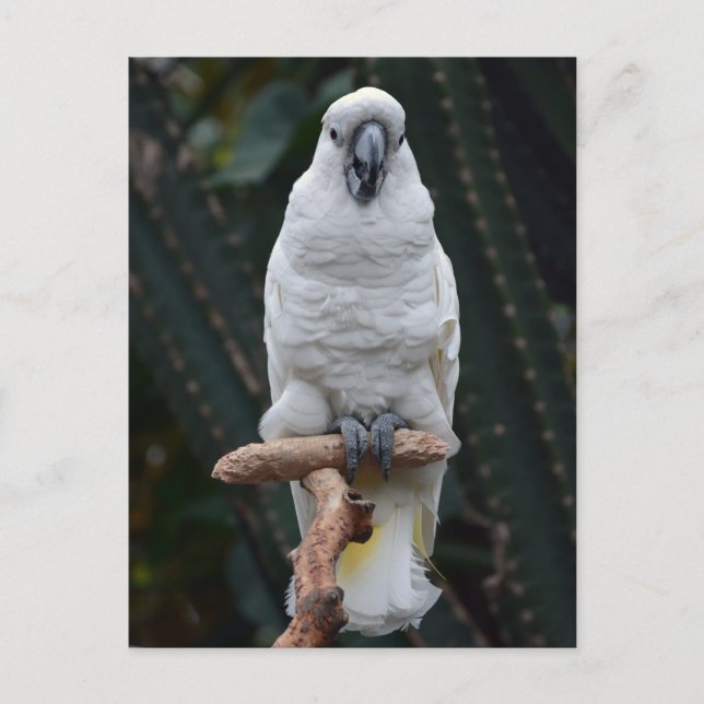 Cute white cockatoo         postcard (Front)