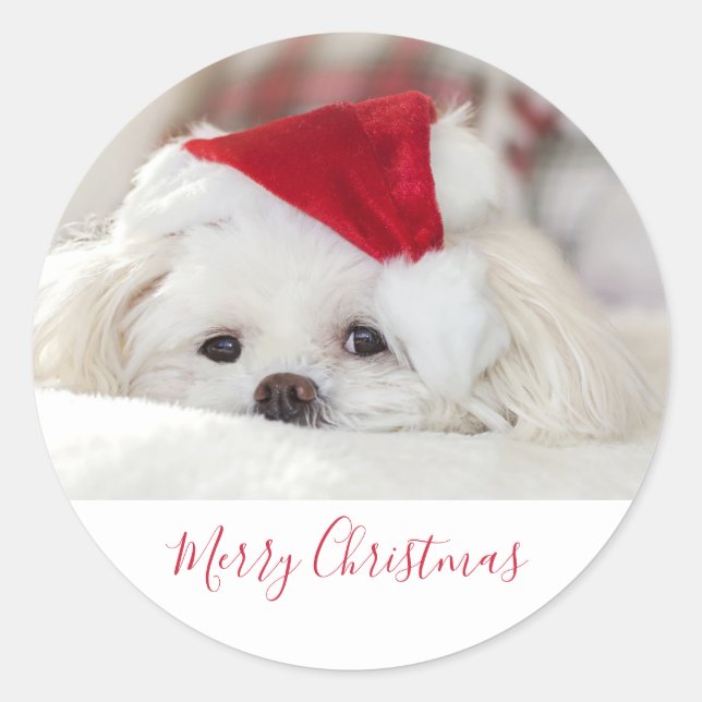 Cute White Dog in a Red Christmas Hat Classic Round Sticker (Front)