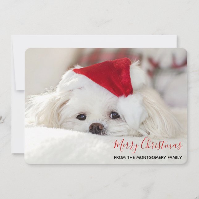 Cute White Dog in a Red Christmas Hat Holiday Card (Front)