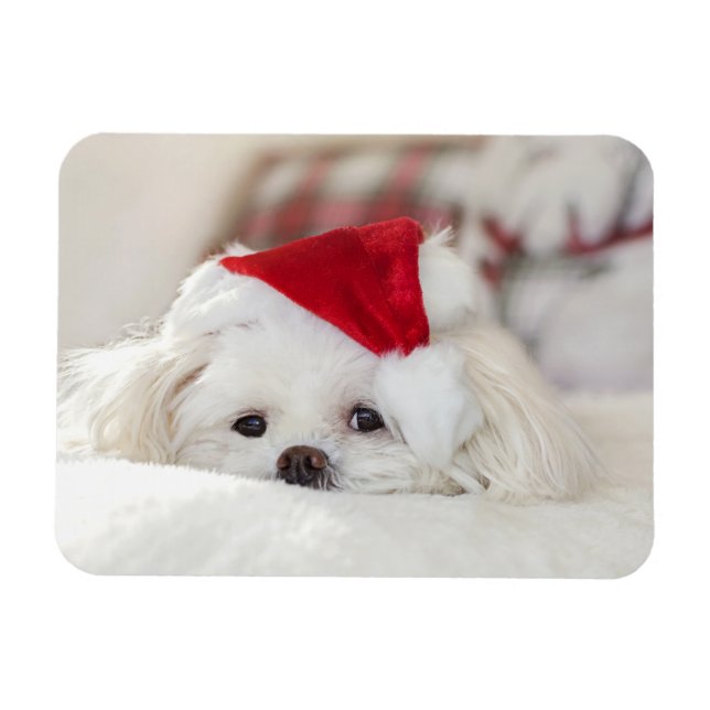 Cute White Dog in a Red Christmas Hat Magnet (Horizontal)