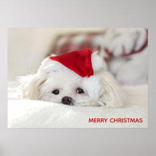 Cute White Dog in a Red Christmas Hat Poster