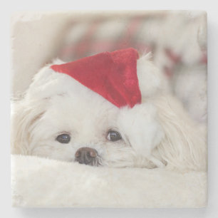 Cute White Dog in a Red Christmas Hat Stone Coaster