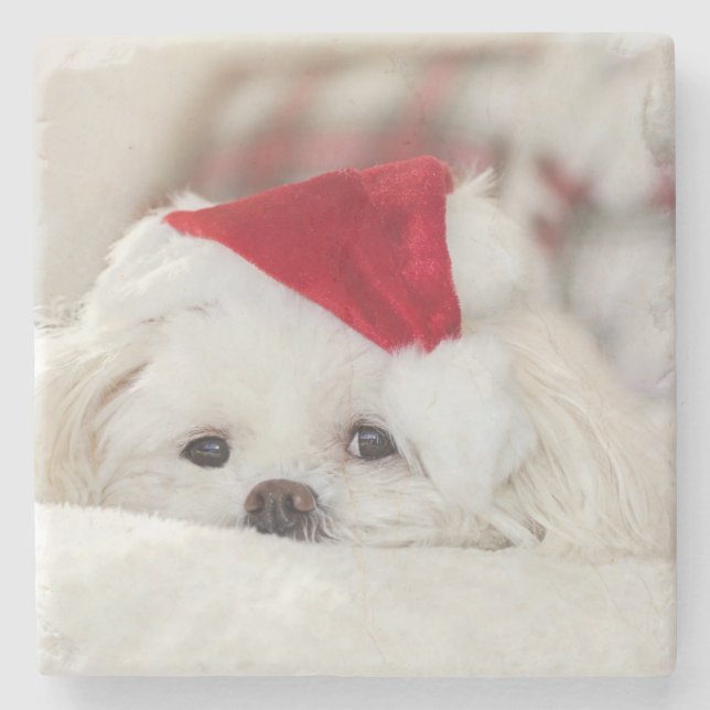 Cute White Dog in a Red Christmas Hat Stone Coaster (Front)