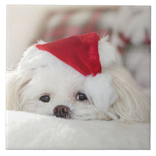 Cute White Dog in a Red Christmas Hat Tile