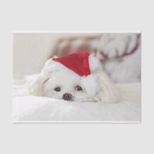 Cute White Dog in a Red Christmas Hat Tissue Paper